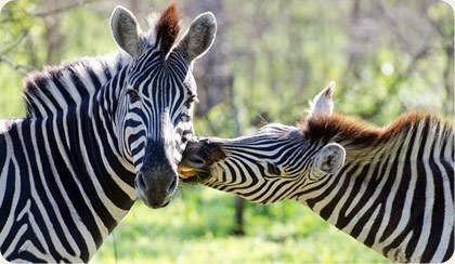 Pilanesberg National Park Wildlife Image