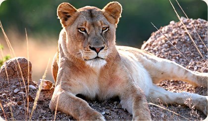 Pilanesberg National Park Big 5 Image