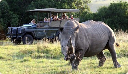 Day Tour from Johannesburg | Pilanesberg