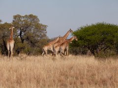 Mziki_6725.jpg