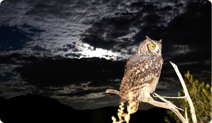 Pilanesberg Owl Box Project Image